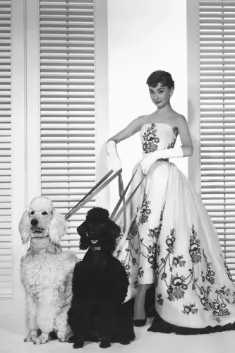 MONDiART Audrey Hepburn dogs (104814)