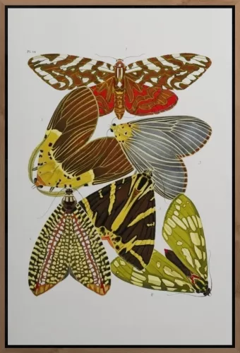 MONDiART Butterfly family + Frame BL brown (105253)