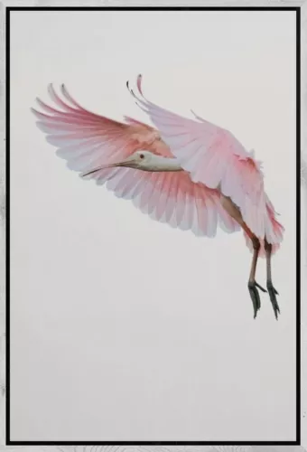 MONDiART Roseate Spoonbill + Frame BL white (105328)